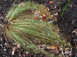 Image result for Bulbostylis hispidula