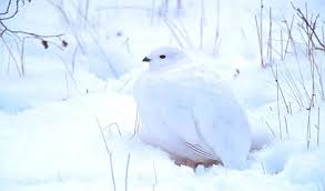 Maybe you would like to learn more about one of these? Alaska S State Bird Fat Finch Backyard Birds Birding Blogging