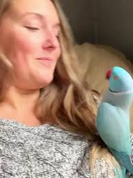 Tamara Mercer Blue Chicken