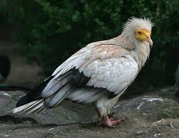 Neophron percnopterus percnopterus and neophron percnopterus ginginianus.since not much. Egyptian Vulture Life Expectancy