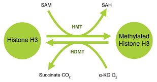 In this chapter, we provide an overview for quantitative analysis of histone ptms, often highly flexible and case dependent, as a primer for future experimental designs. Histone Modifications What Is Epigenetics