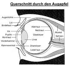 Bestandteile Des Auges Auge Online