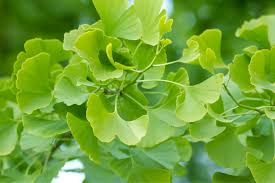 Image result for Ginkgo biloba