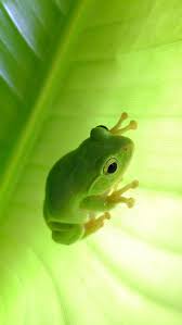 Frog and toad wallpaper iphone. Thought I D Share The Iphone Frog Wallpaper I Ve Had On My Phone For Years Hope You Enjoy Frogs