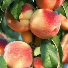 Image result for Prunus persica