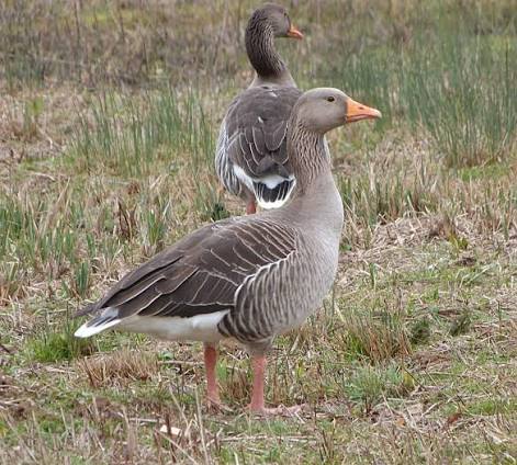 Greylag Goose | NatureSpot