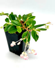 Image result for Begonia fusialata