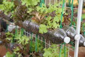 Hier ist eine schöne gruppe für alle gartenbegeisterten, die. Vertikaler Garten Mit Gemuse Anlegen Das Gedeiht Im Wandgarten