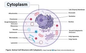 Many of these experiments cause pain to the the possible benefits to humanity of performing the experiment are completely irrelevant to the morality of the case, because rights should never be. Cell Organelles Structure And Functions With Labeled Diagram