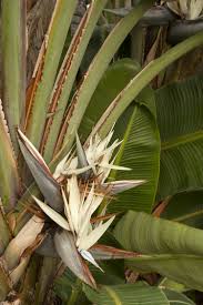 Bird Of Paradise Propagation From Leaf Giant Bird Of Paradise Is Prized For Its Tree Like Bold Clumps Of Lush Long Stalks Supporting Huge B Birds Of Paradise Plant Birds Of Paradise Monrovia Plants