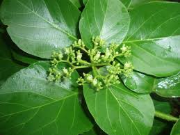 Image result for Premna serratifolia