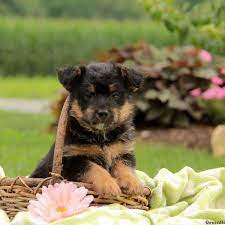 Chi-poo Puppies For Sale Greenfield Puppies Pets Dogs Breeds Dog Breed Info Greenfield Puppies