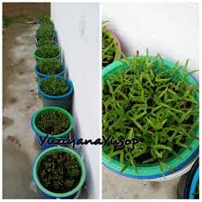 Baja ringan merupakan material yang terbuat dari bahan dasar carbon steel. Tanam Kangkung Bayam Guna Penapis Sesuai Untuk Yang Suka Bercucuk Tanam Tapi Tiada Laman Vanilla Kismis