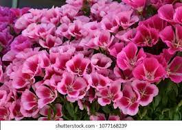 Godetia Flower Essence Best Flower Wallpaper