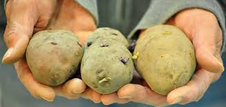Space seed potatoes 8 to 12 inches within the row and 30 to 36 inches this is another strategy for growing potatoes where the ground soil is of poor quality. Growing Potatoes Vegetable Garden Johnson S Gardens Cedarburg Wi