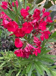 Image result for Nerium oleander