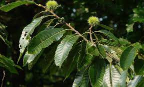 Gevşek ve kumlu topraklara sahip alanlarda sonbahar, kil miktarı fazla olan alanlarda ise ilkbahar aylarında dikim olması uygun olur. Kestane Fidani Hangi Ayda Dikilir Cicekal Net