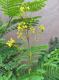 Image result for Caesalpinia sappan