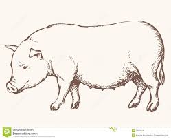 Realistic Pig Drawing Google Search