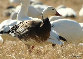 The Snow Goose Phenomenon By Drew Weber Nemesis Bird A larger race, greater snow goose, nests in far eastern regions of canada and winters on the atlantic coast. the snow goose phenomenon by drew weber