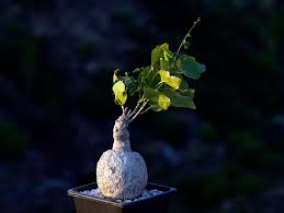 Image result for Pyrenacantha