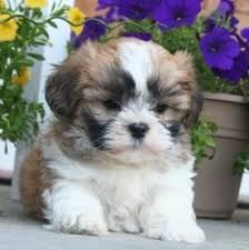 She very rarely barks at all, only at our poor cat tigga. Shih Tzu Maltese Mix For Sale Near Me Off 74 Www Usushimd Com