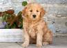 Goldendoodle Puppies For Sale In PA | Greenfield Puppies