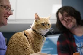 They all seem to i contacted the cat behavior clinic in an act of desperation. Bob The Street Cat Opens The London Cat Clinic