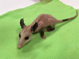 I am going to buy a live trap and catch him. This Hairless Baby Opossum Needs A Wardrobe Southern Living