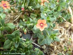 Image result for Anagallis serpens