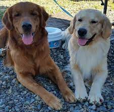 Advertise services like guided hunts, hunting preserve, game birds and dogs. Field Vs Conformation Golden Retrievers Big Bend Goldens Facebook