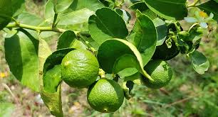 Substitute about 1/4 teaspoon lime zest for 2 makrut lime leaves. Best 11 Lemongrass Substitutes Chef S Pencil