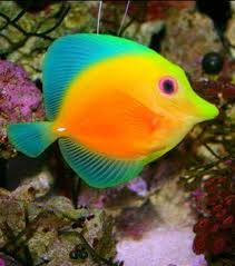 Pin On Fish Tanks
