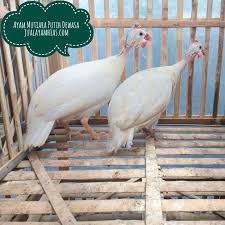 Ayam Mutiara Putih Dewasa Sepasang Siap Terbang Pesanan Ibu Jeane Di Gorontalo Animals Photo Bird