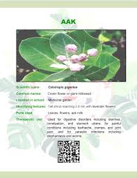 Flowers name in english and marathi with spelling फुलांची नावे इंग्रजी आणि मराठी मध्ये rose गुलाब lotus कमळ. Aak Carmel Convent School Chandigarh