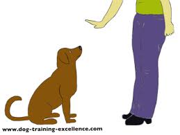 Puppy Training Hand Signals Dog Training Guide