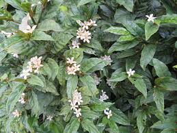 Image result for Mitriostigma axillare