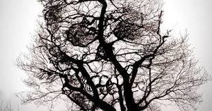 Skull Tree Tattoo Idea Tattoos At Repinned Net