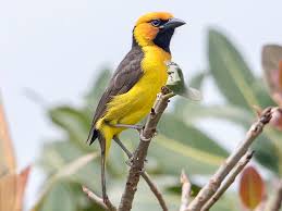 Image result for Pycreus nigricans