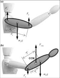 The deltoid muscle (derived its name from the greek letter delta) is a large, triangular muscle occupying the upper arm and the shoulder giving it this rounded shape. Free Body Diagrams Of Arm Segments A Upper Arm And B Forearm If Download Scientific Diagram