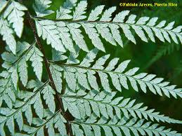 Image result for Pityrogramma