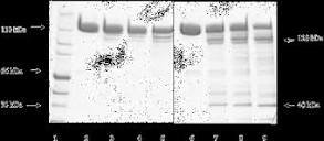 Mechanistic Analysis of Acyl Transferase Domain Exchange in ...