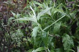 Image result for Artemisia sp.no.1