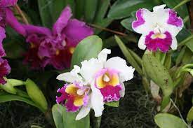 Cattleya Plant Species Orchids Cattleya