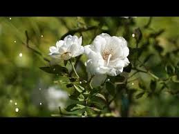 People nowadays mostly use the instagram flower shots as their desktop wallpaper. Mobile Beautiful Flowers Wallpaper Free Download