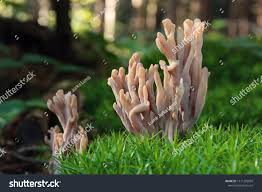 Image result for Clavulina cinerea