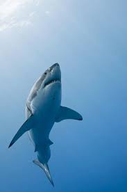 6c386091fcfb8dffbe4b70a162396159 Beautiful Sea Creatures Underwater Animals Jpg 656 988 Kopek Baligi Hayvanlar Hayvanlar Alemi