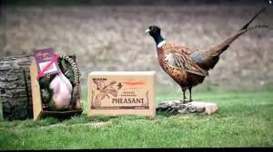 There are several breeds that are referred to as modern day brown egg laying strains. How It S Made Pheasant Breeding Youtube