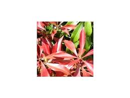 Image result for Pieris japonský debutante obrázek