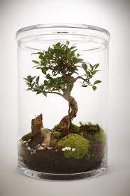 Maybe you would like to learn more about one of these? 80 Awesome Bonsai Terrarium In The Jars Ideas Https Decomg Com 80 Awesome Bonsai Terrarium Jars Ideas Terrarium Jar Terrarium Garden Terrarium